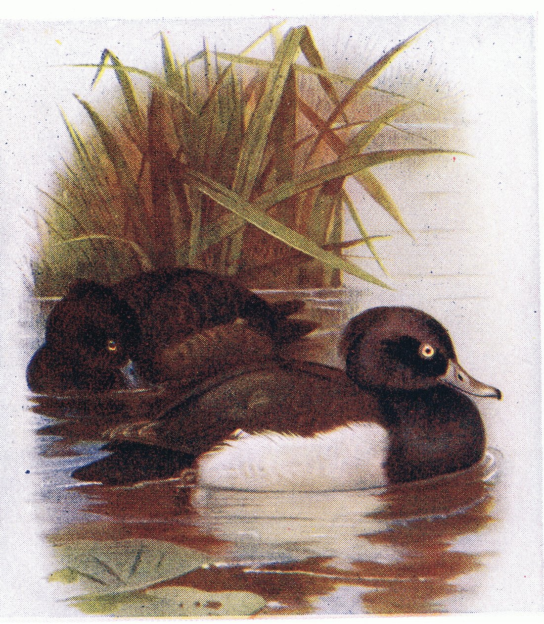 Bojtos kacsa alkotó: Archibald Thorburn