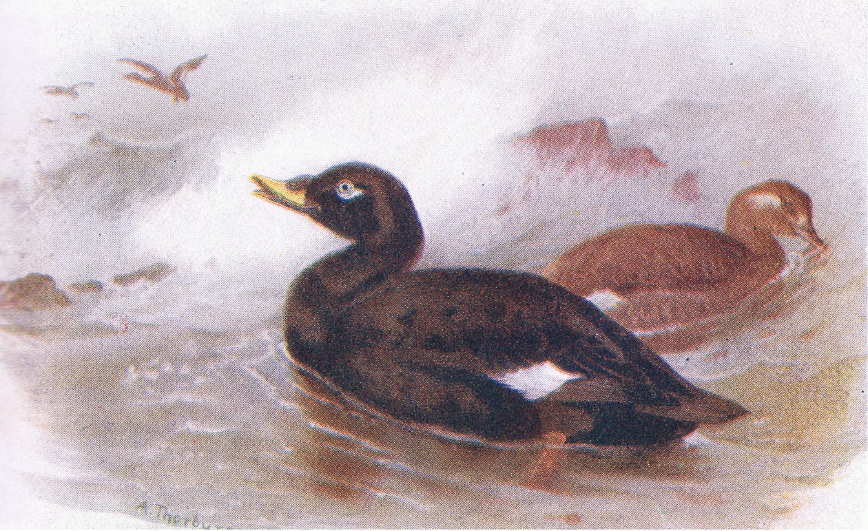 Velvet Scoter alkotó: Archibald Thorburn