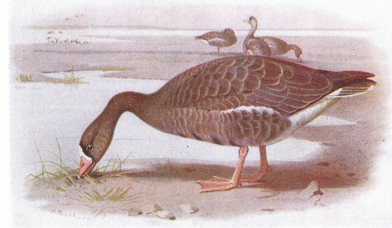 Fehér homlokú liba alkotó: Archibald Thorburn