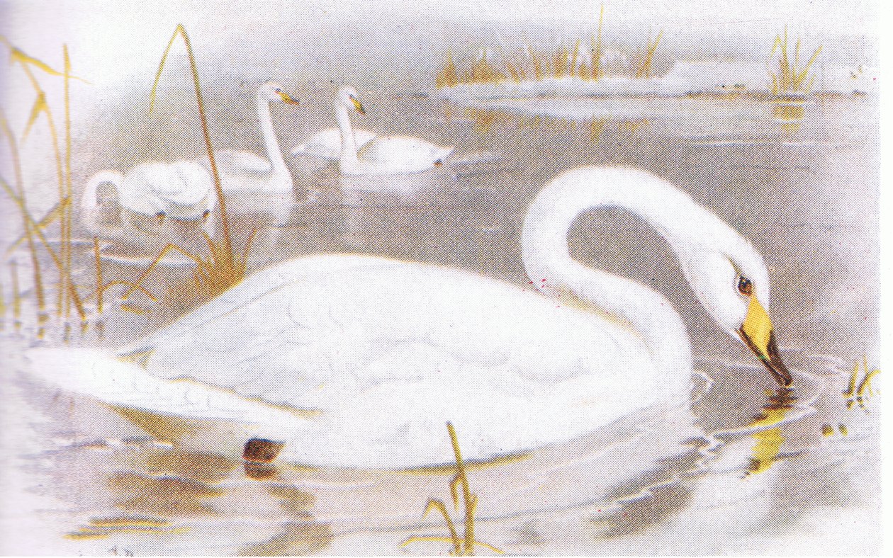 Szürkés hattyú alkotó: Archibald Thorburn