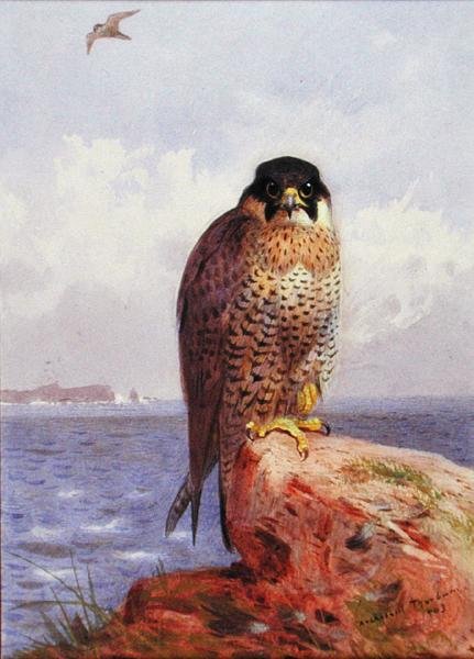 Vándorsólyom a tenger mellett alkotó: Archibald Thorburn