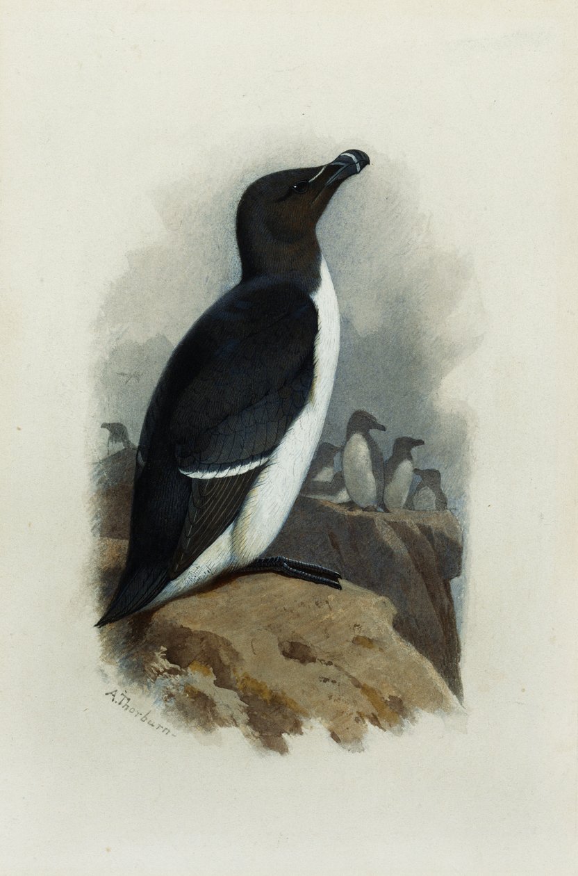 Egy Razorbill alkotó: Archibald Thorburn