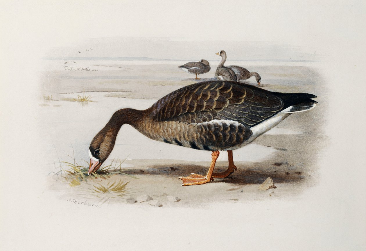 Fehér homlokú liba alkotó: Archibald Thorburn