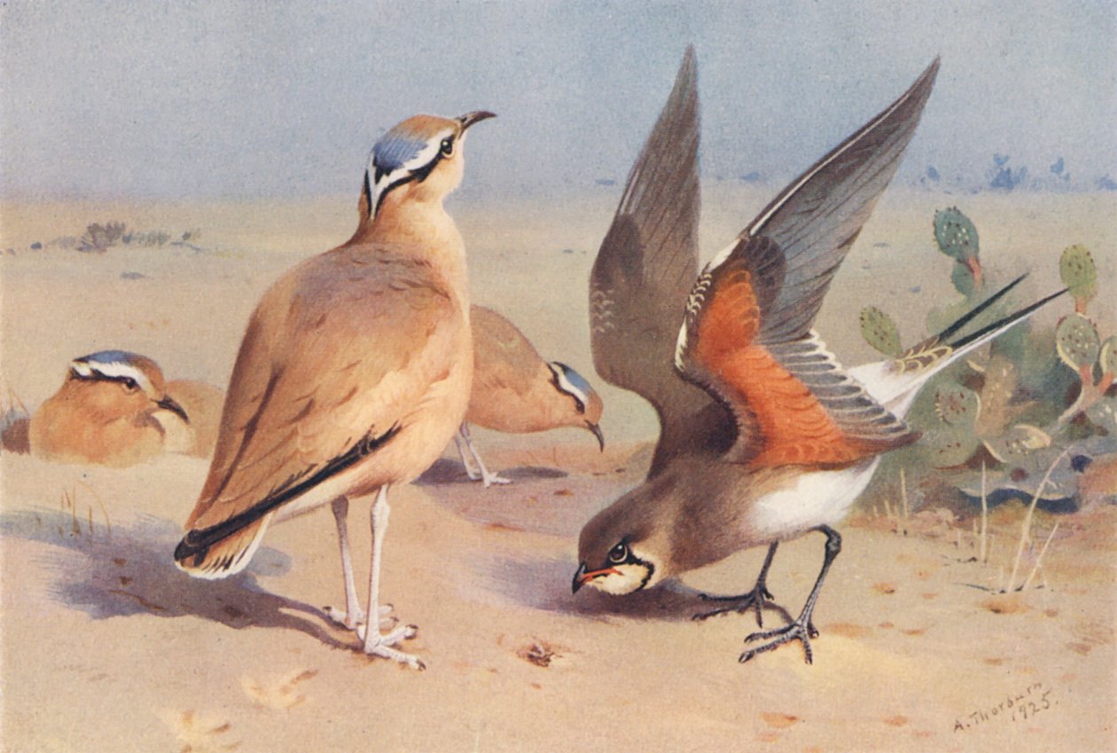 Krémszínű courser, Pratincole (színes litográfia) alkotó: Archibald Thorburn