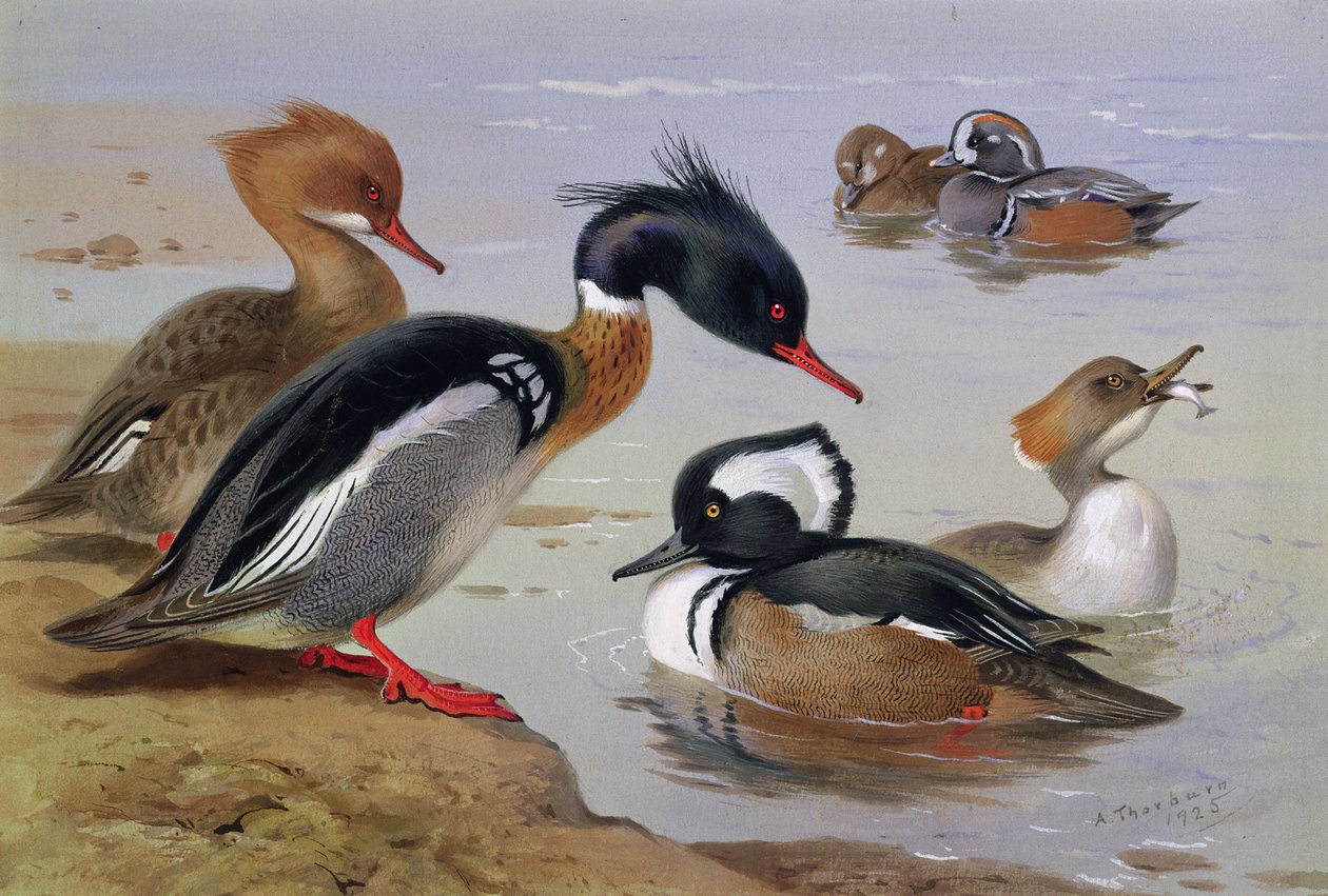 Kacsák a tó mellett alkotó: Archibald Thorburn