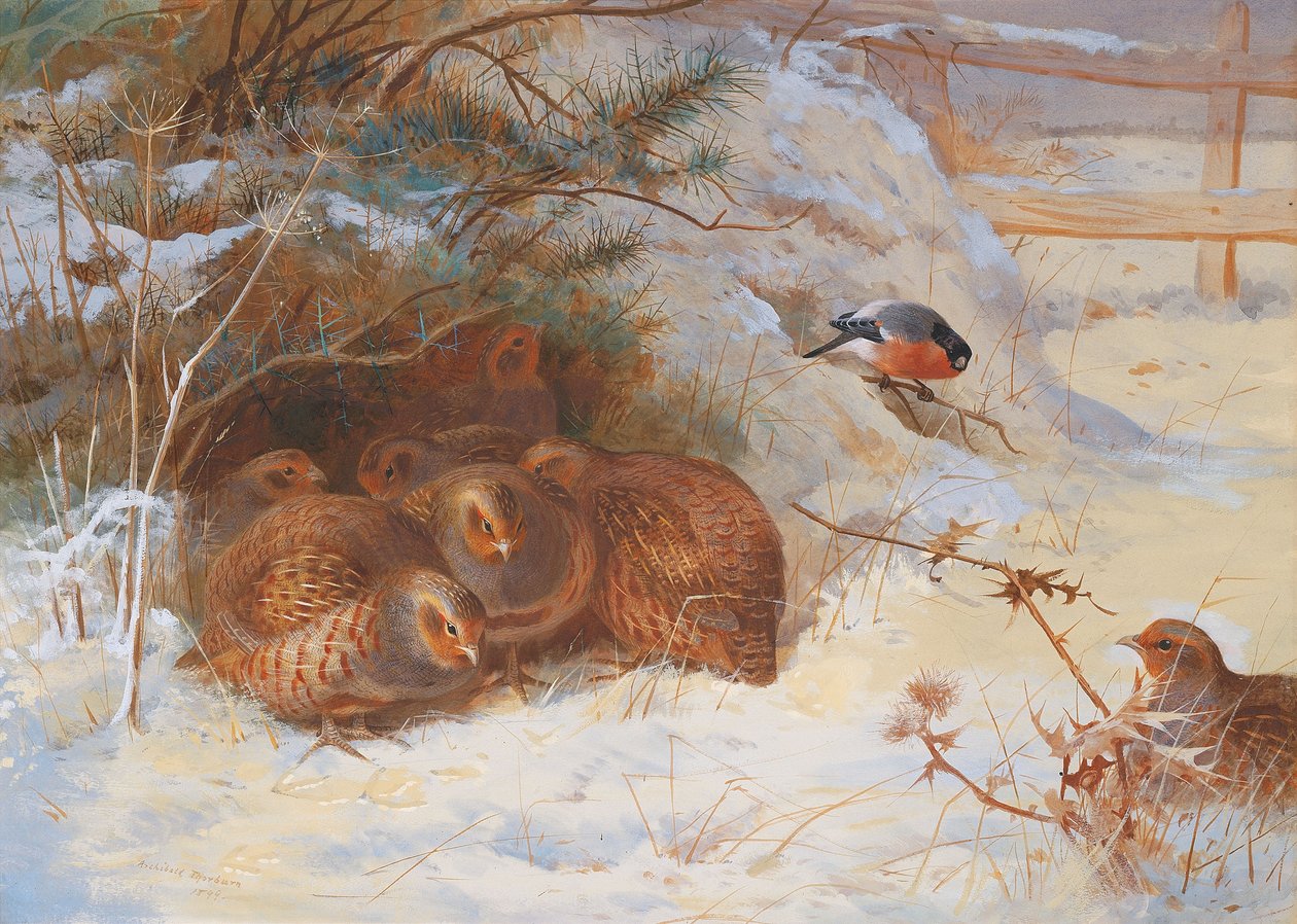 Fagyos reggel, fácán télen alkotó: Archibald Thorburn