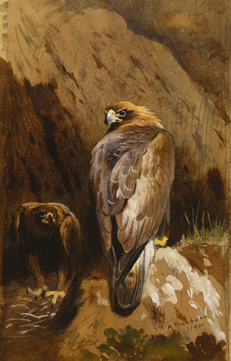 Arany sasok a szemükben alkotó: Archibald Thorburn