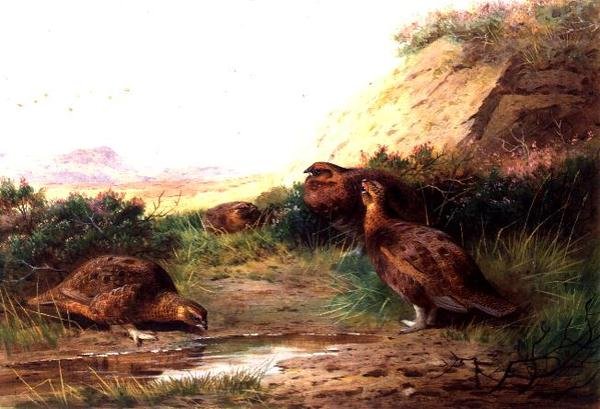 Fácán a tájban (gouache) alkotó: Archibald Thorburn