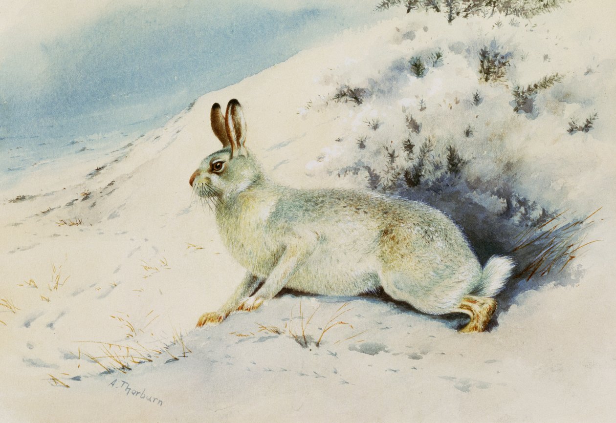 Mezei nyúl alkotó: Archibald Thorburn