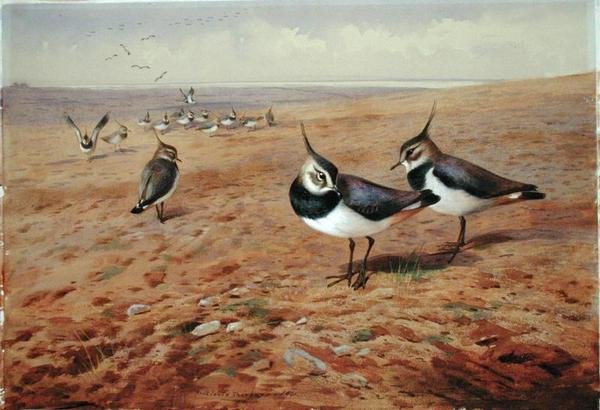 Cicák az ekén alkotó: Archibald Thorburn