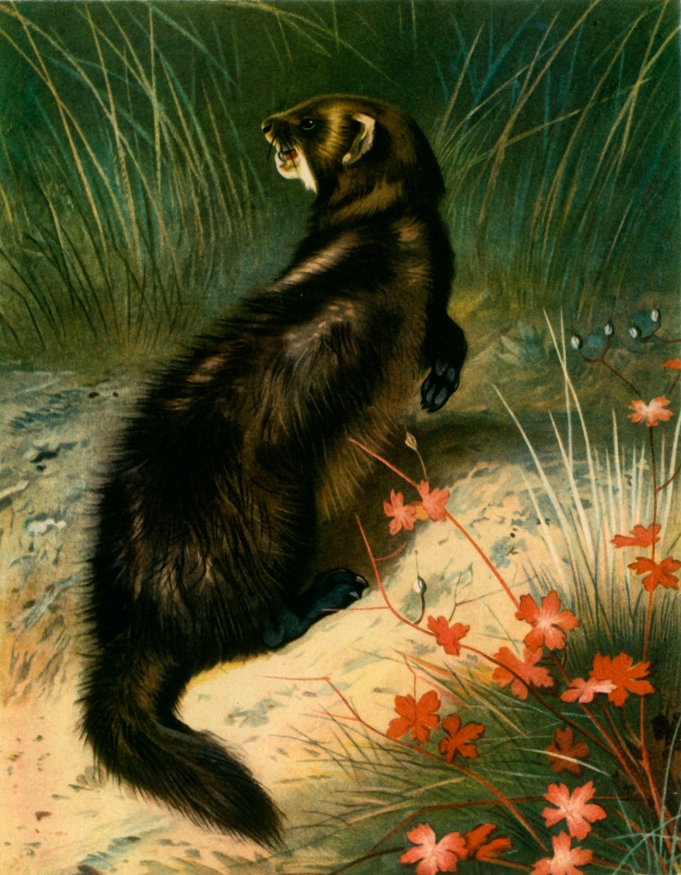 „Polecat”, c1905, 1943. alkotó: Archibald Thorburn
