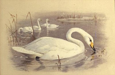 Hattyúk a vízen alkotó: Archibald Thorburn