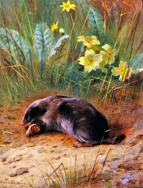 A közönséges vakond alkotó: Archibald Thorburn