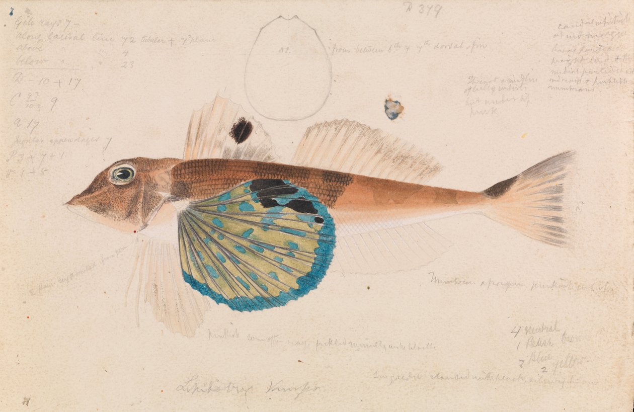 Pillangó Gurnard, Lepidotrigla vanessa alkotó: Arthur Bartholomew