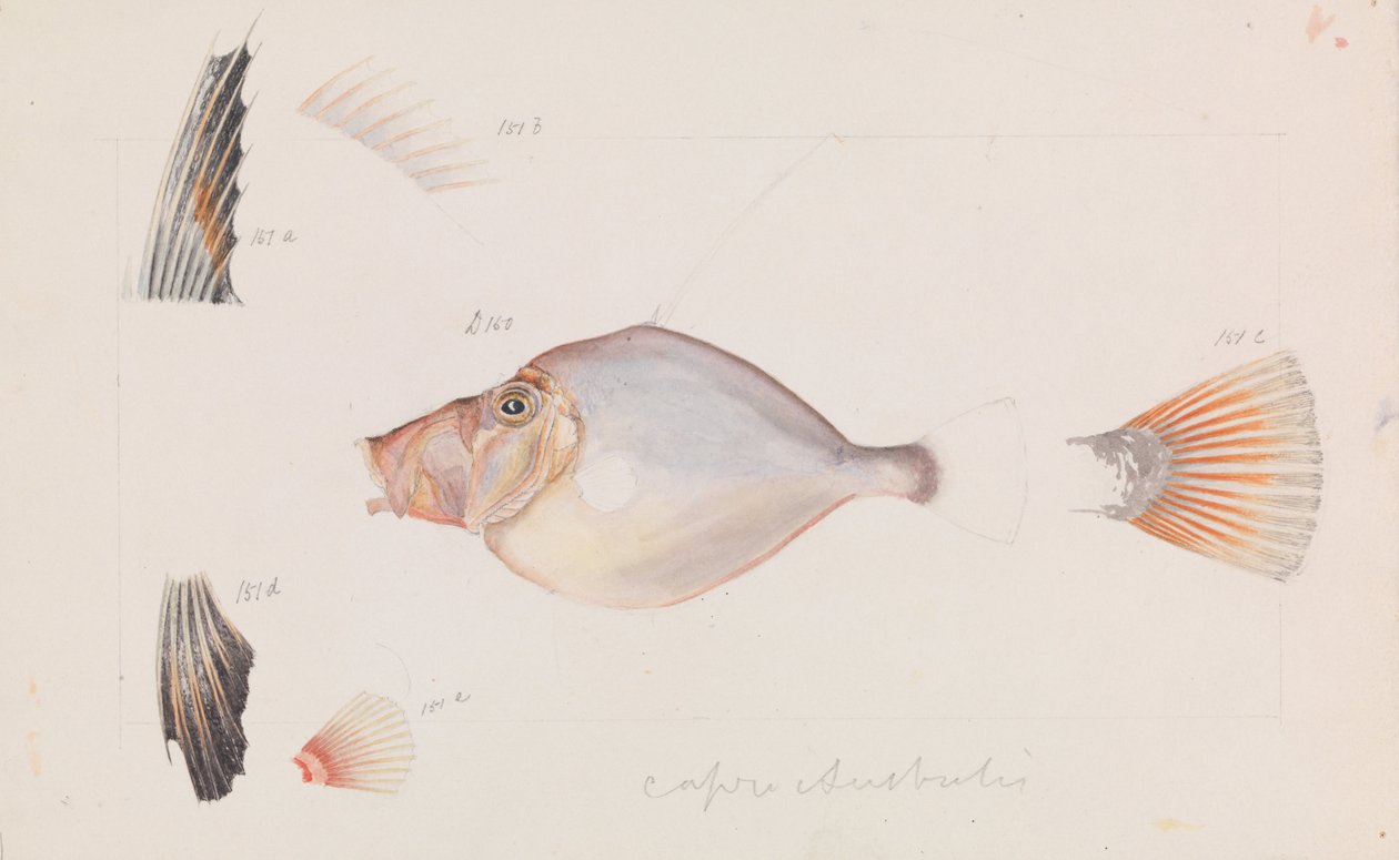 Silver Dory, Cyttus australis alkotó: Arthur Bartholomew