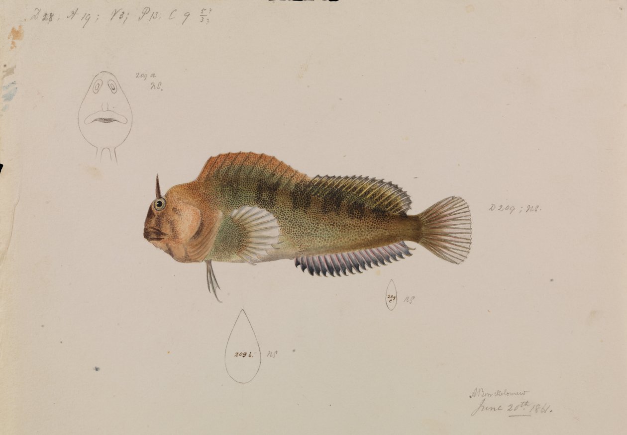 Tasmanian Blenny, Parablennius tasmanianus alkotó: Arthur Bartholomew