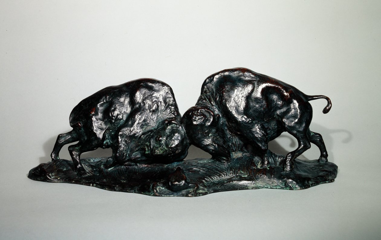 Két harcoló bölény, 1900 (bronz) alkotó: Arthur Putnam