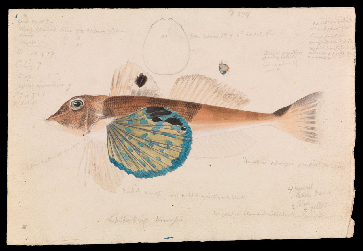 Pillangó Gurnard, Lepidotrigla vanessa alkotó: Arthur Bartholomew