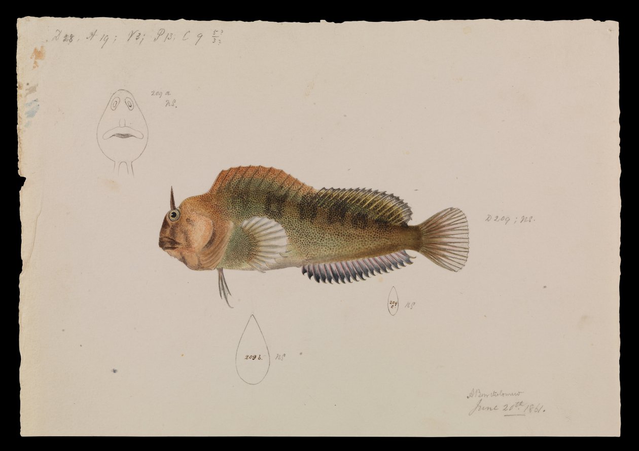 Tasmanian Blenny, Parablennius tasmanianus alkotó: Arthur Bartholomew