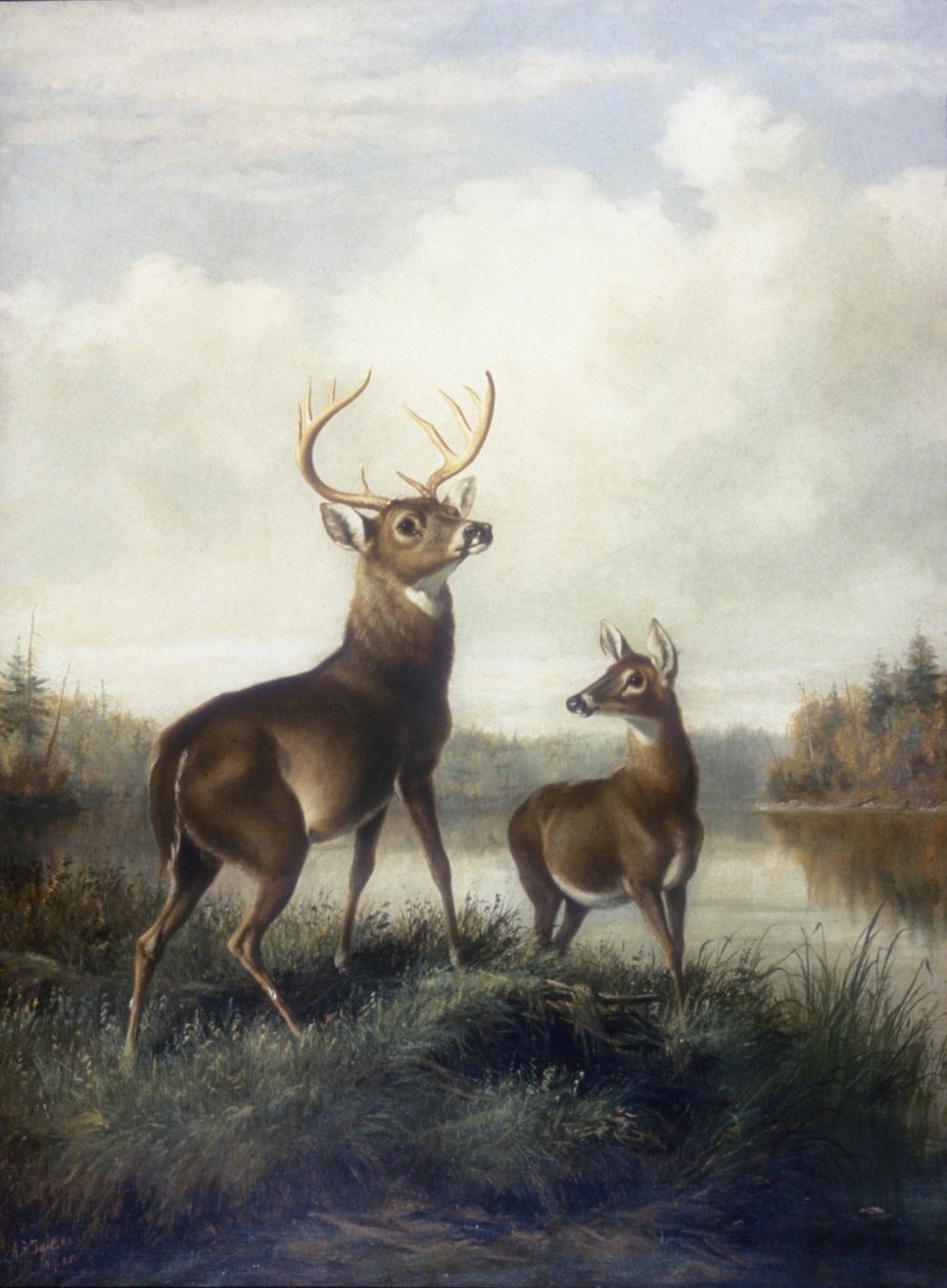 Buck és Doe alkotó: Arthur Fitzwilliam Tait