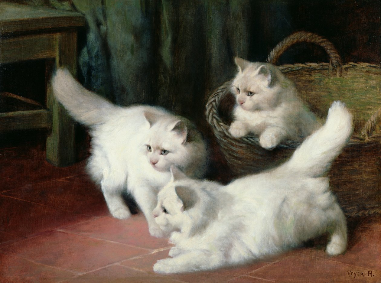 Három fehér angóra cica alkotó: Arthur Heyer