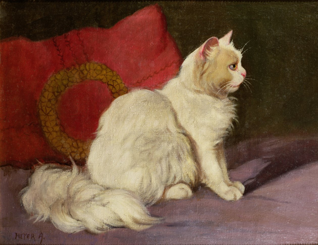 Fehér perzsa macska alkotó: Arthur Heyer