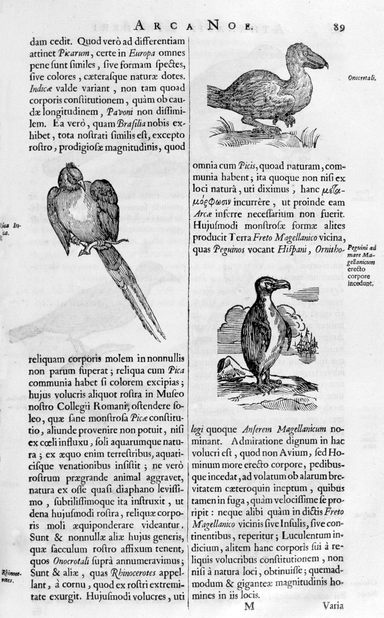 Madarak, 1675. alkotó: Athanasius Kircher