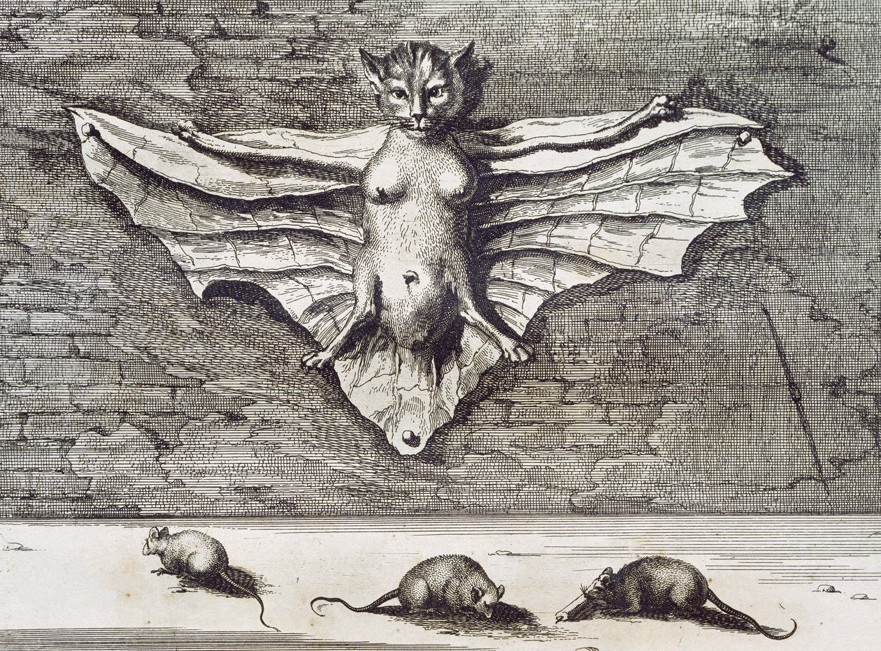Repülő macska, 1667 alkotó: Athanasius Kircher