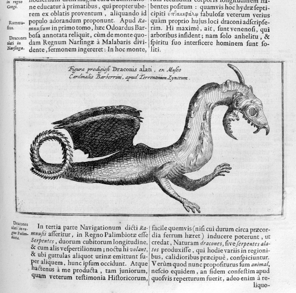 Sárkány, 1678 alkotó: Athanasius Kircher