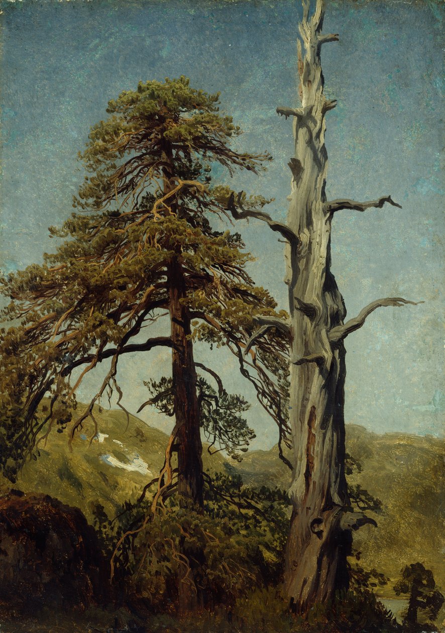 Fák tanulmányozása alkotó: August Cappelen