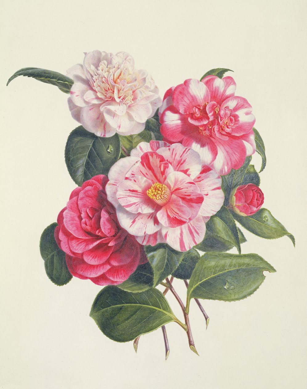 Kaméliák, 1840 körül alkotó: Augusta Innes Withers