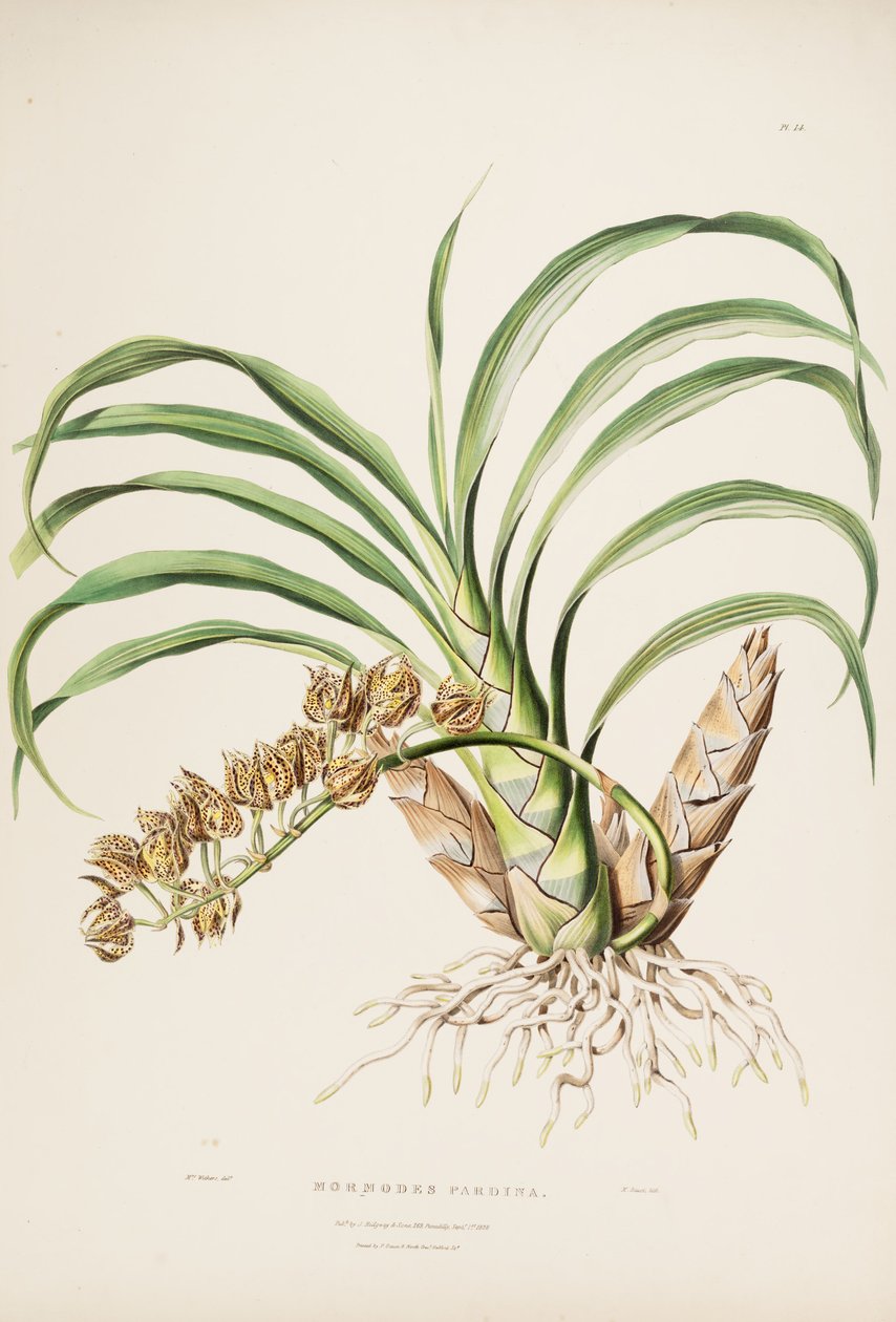 Illusztráció: Mormodes maculata var. maculata (mint Mormodes pardina) alkotó: Augusta Innes Withers