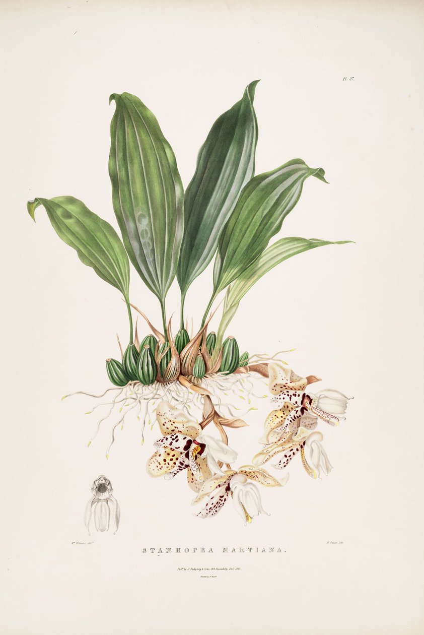 Stanhopea martiana illusztrációja alkotó: Augusta Innes Withers