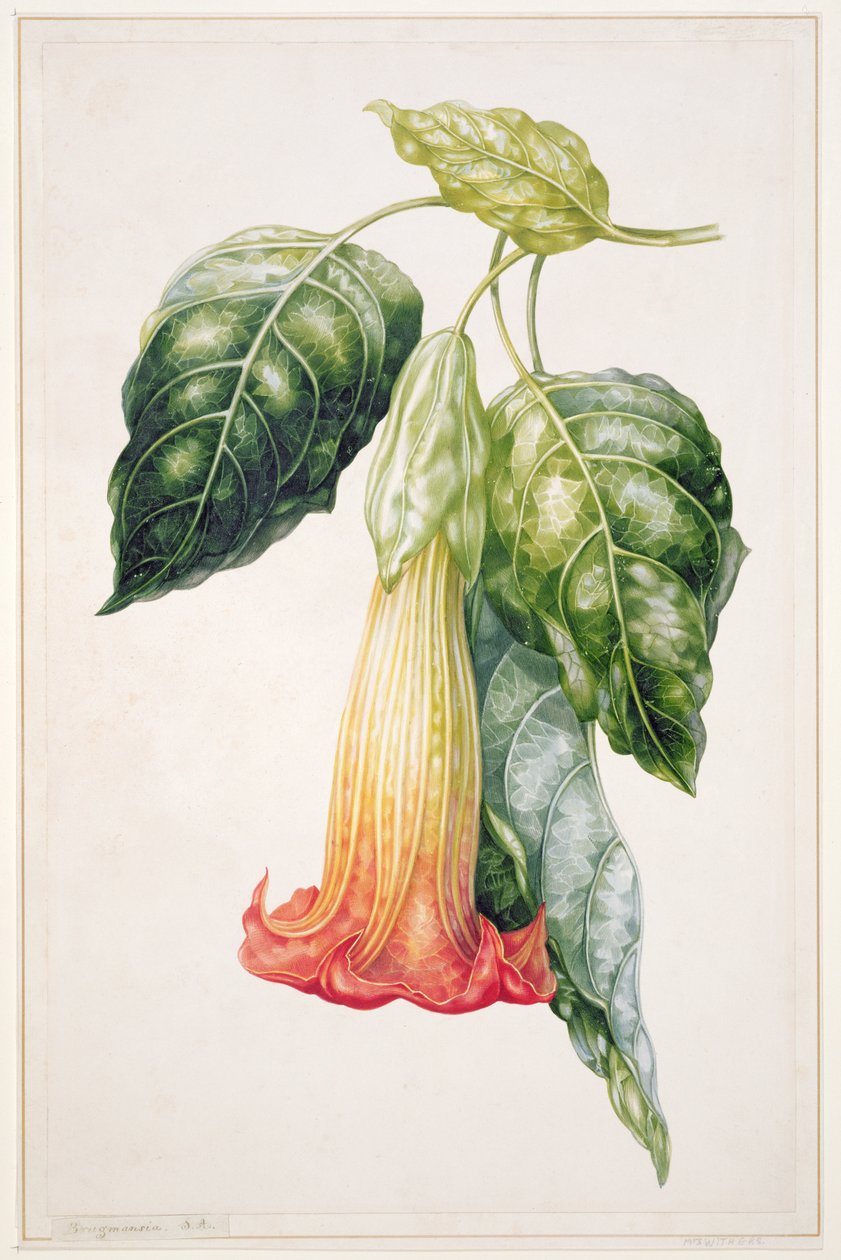 PD.993-1973 tövis alma virág Ecuadorból, Datura rosei (gouache) alkotó: Augusta Innes Withers
