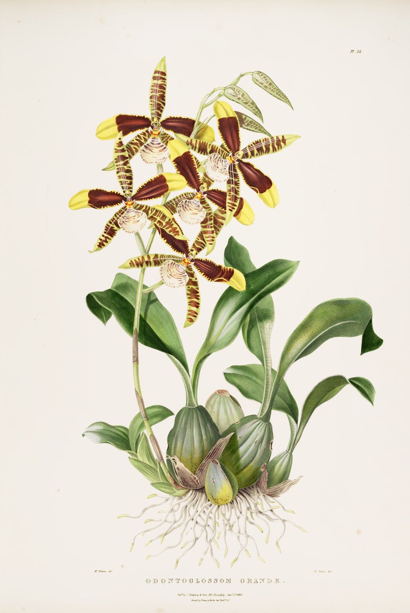 nagy Rossioglossum alkotó: Augusta Innes Withers