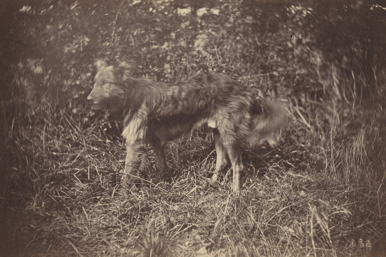 Tanulmány egy kutyáról,1870-es évek vége (fotó) alkotó: Auguste Giraudon