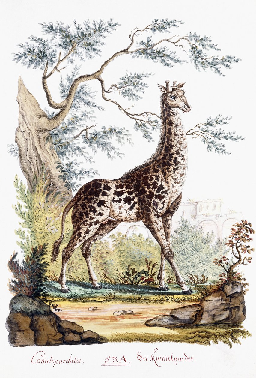 Zsiráf, 1794 alkotó: Austrian School