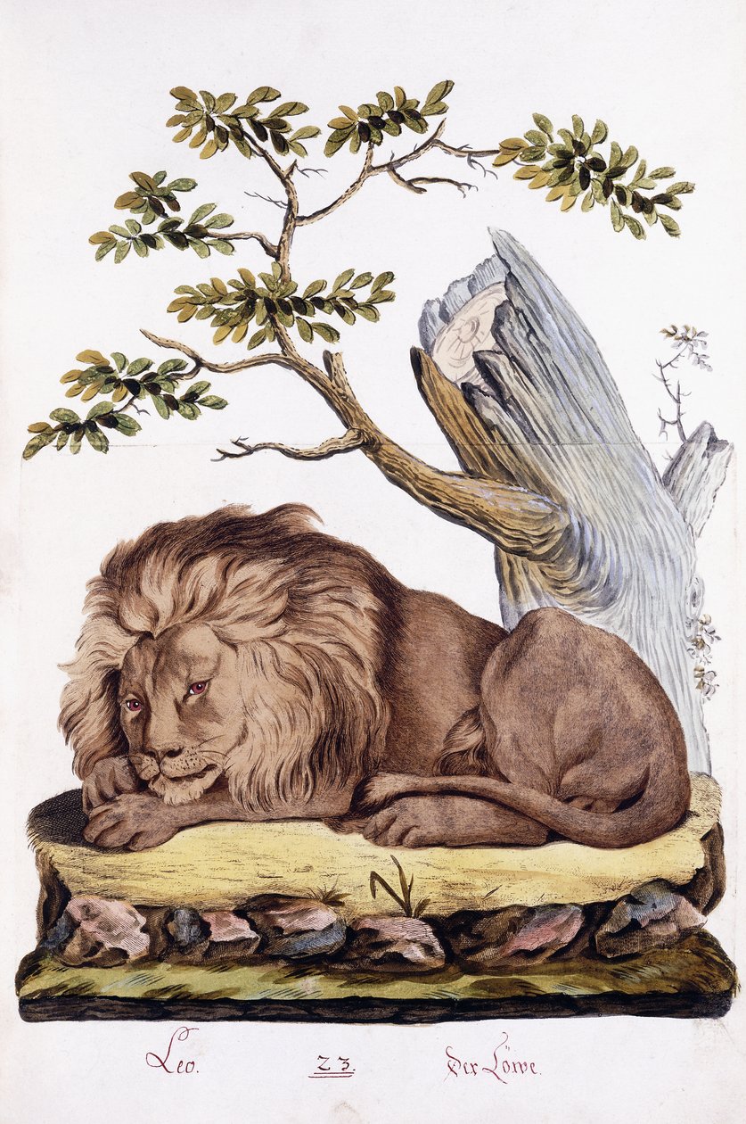 Oroszlán, 1794 alkotó: Austrian School
