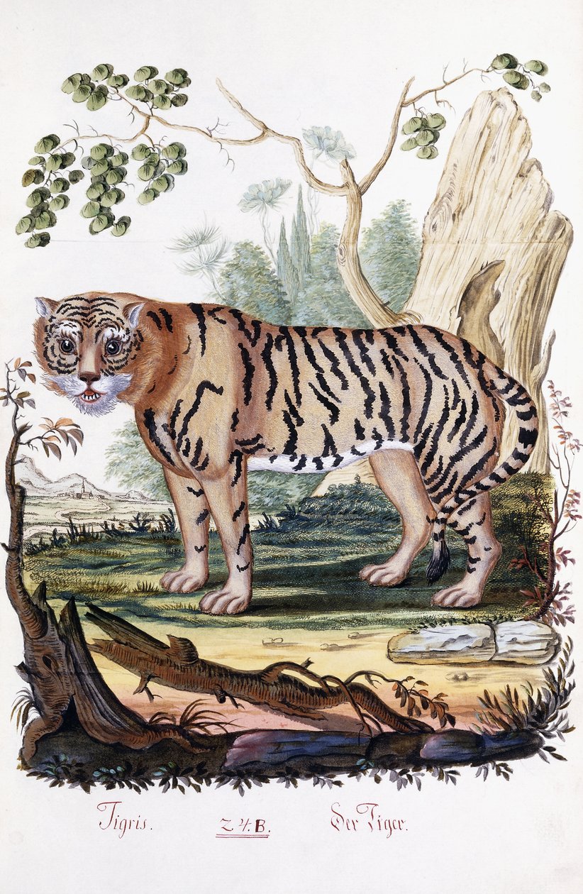 Tigris, 1794 alkotó: Austrian School