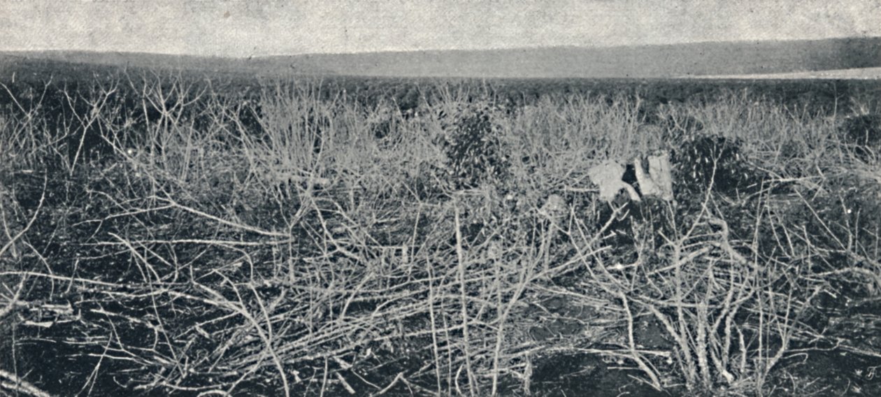 Manóka ültetvény, 1895 alkotó: Axel Frick