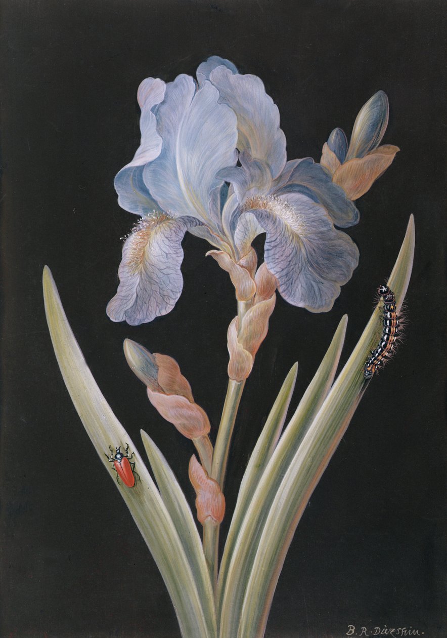 PD.328-1973 Iris germanica hernyóval és bogárral (gouache pergagyon) alkotó: Barbara Regina Dietzsch