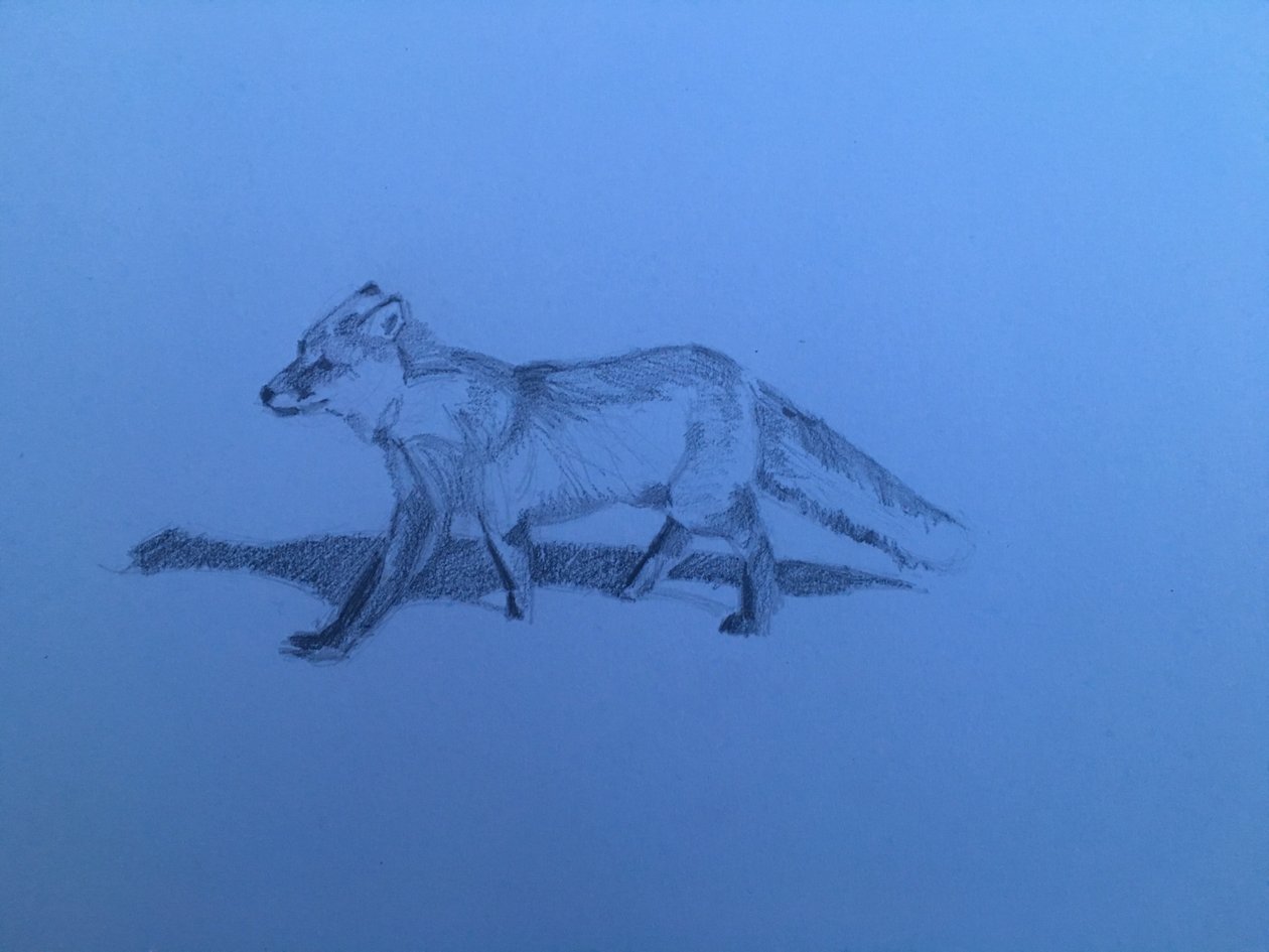 Fox, 2018 alkotó: Barbara Hoogeweegen