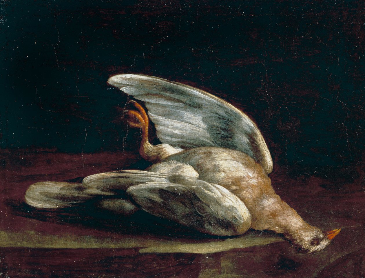 erdei galamb alkotó: Bartolomeo Bimbi