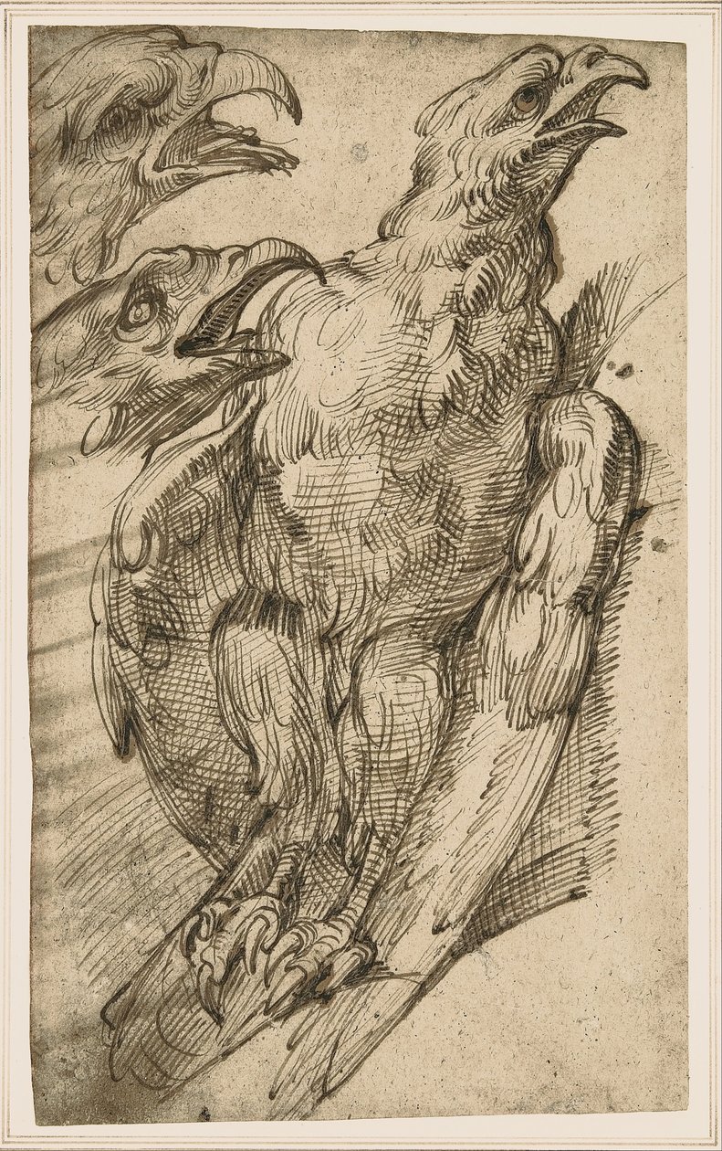 Egy sas tanulmányozása alkotó: Bartolomeo Passarotti