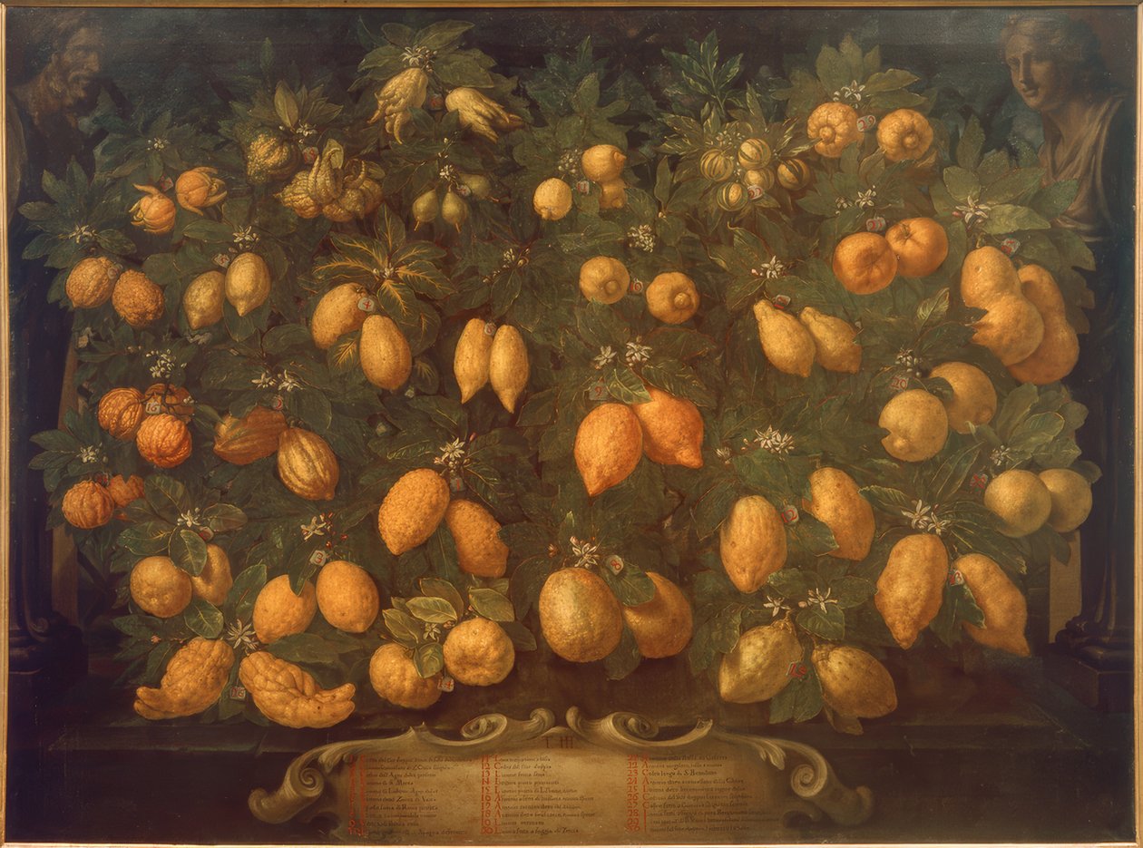 Citrusfélék alkotó: Bartolomeo Bimbi