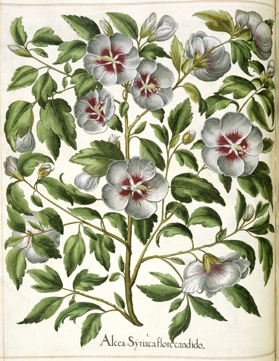 Alcca Syriaca, a "Hortus Eystettensis"-ből alkotó: Basilius Besler