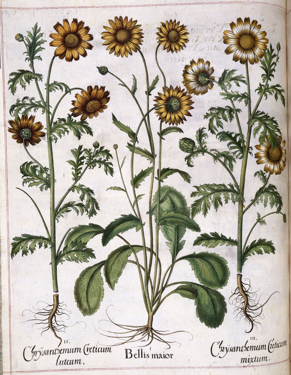 Krizantém, a „Hortus Eystettensis”-ből alkotó: Basilius Besler