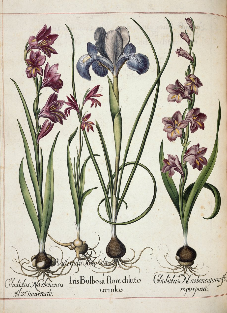 Gladiolus és írisz, a „Hortus Eystettensis”-től alkotó: Basilius Besler