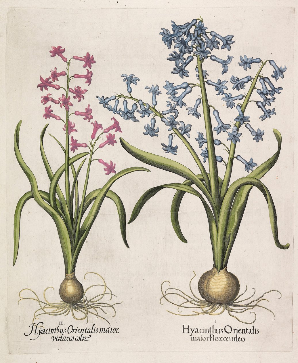 Hyacinthus orientalis, 1613. alkotó: Basilius Besler