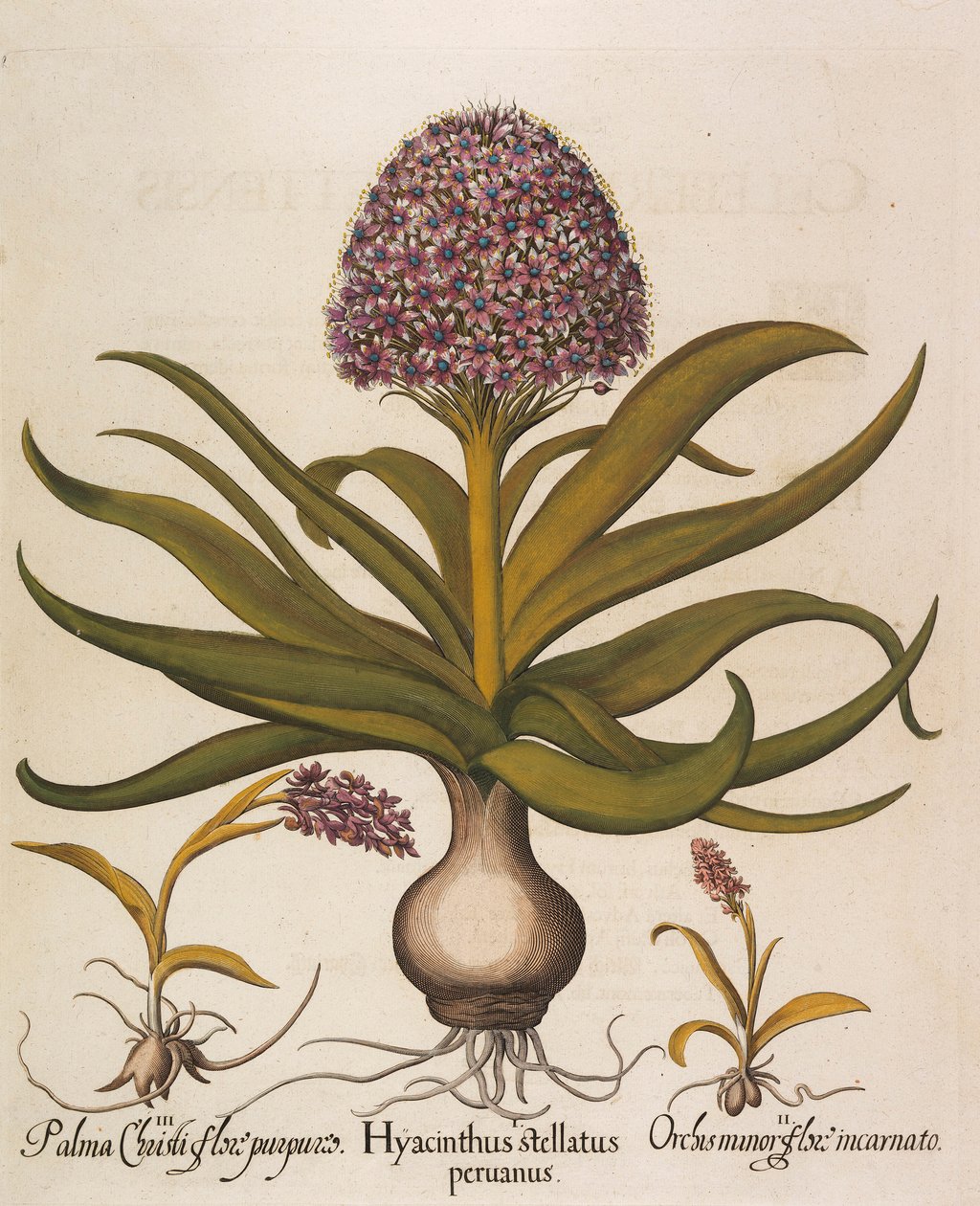 Hyacinthus stellatus, 1613. alkotó: Basilius Besler